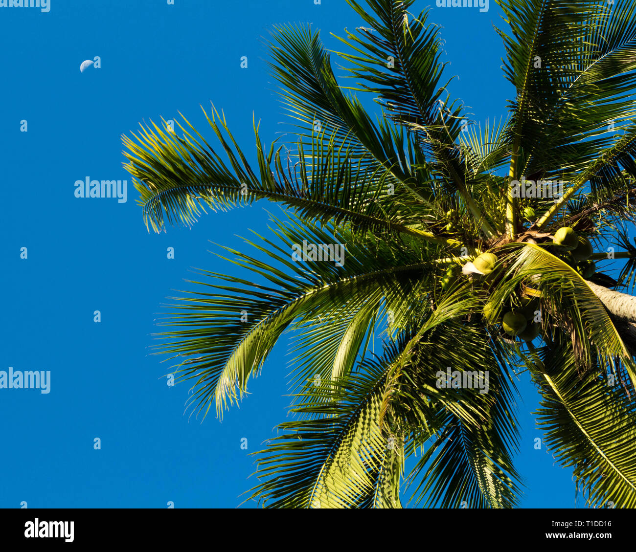 Tropische Desktop Hintergrund mit blauer Himmel, der Mond und ein Palm Tree von einem niedrigen Winkel. Stockfoto