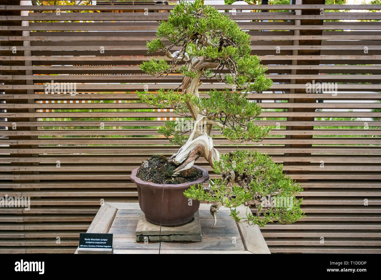 300 Jahre alt Rocky Mountain Juniper Bonsai Baum im Portland Japanischen  Garten Stockfotografie - Alamy