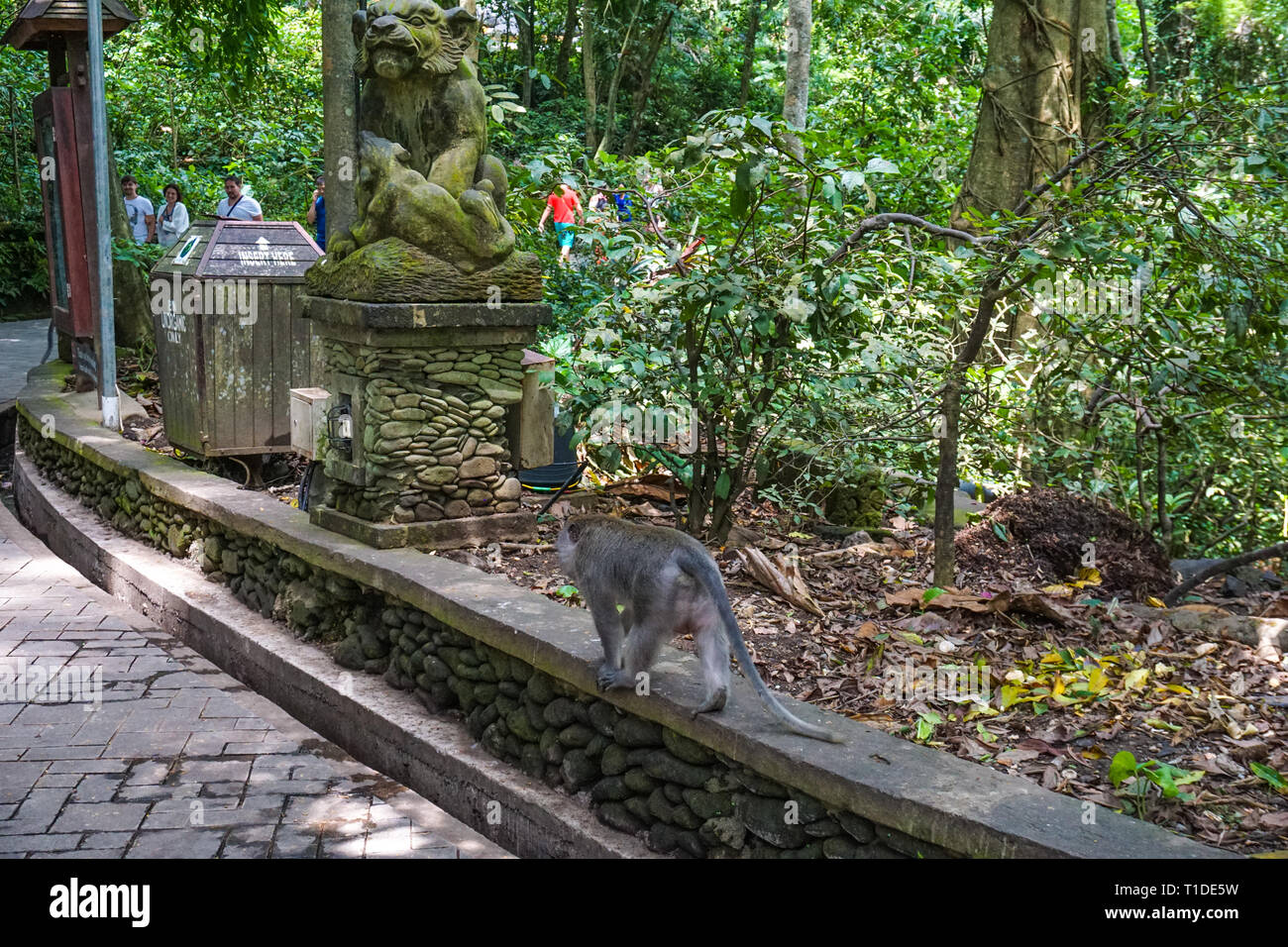 Affe zu Fuß auf den Boden, Ubud, Bali Stockfoto