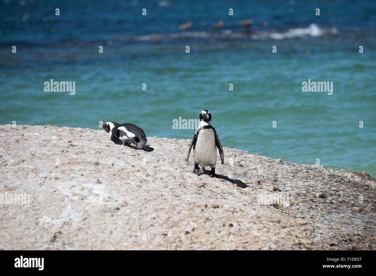 Pinguine am Boulders Beach in Simons Town, Kapstadt, Südafrika Stockfoto