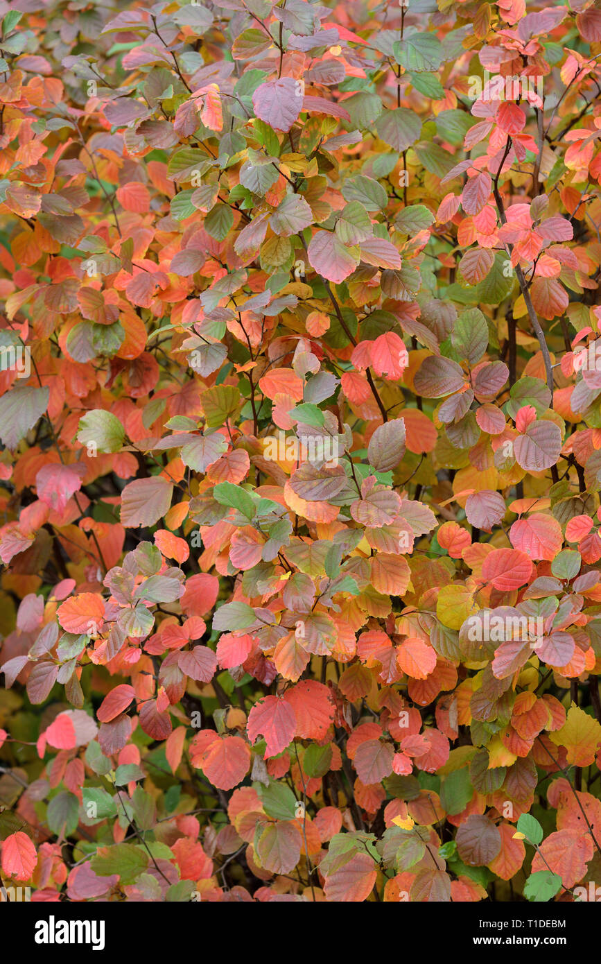 Fothergilla Mount Airy Herbst Laub mit schöne Schattierungen von Gelb, Orange und Rot Lila Blätter. Herbst Hintergrund. Stockfoto
