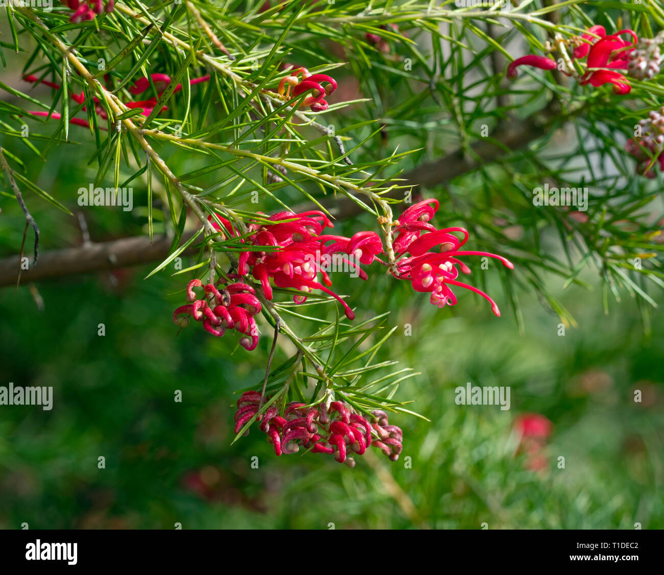 Canberra Grevillea 'Juwel' in Blume Norfolk Garten Stockfoto