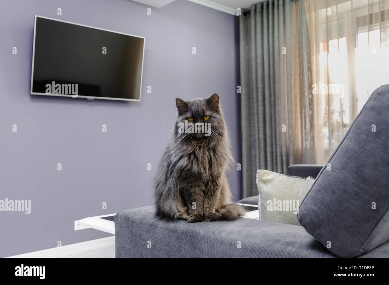 Flauschige Katze sitzt auf einem Sofa im Wohnzimmer Stockfoto