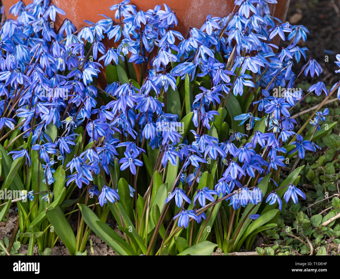 Sibirische blausterne oder Holz blausterne Scilla siberica Norfolk Garten Stockfoto