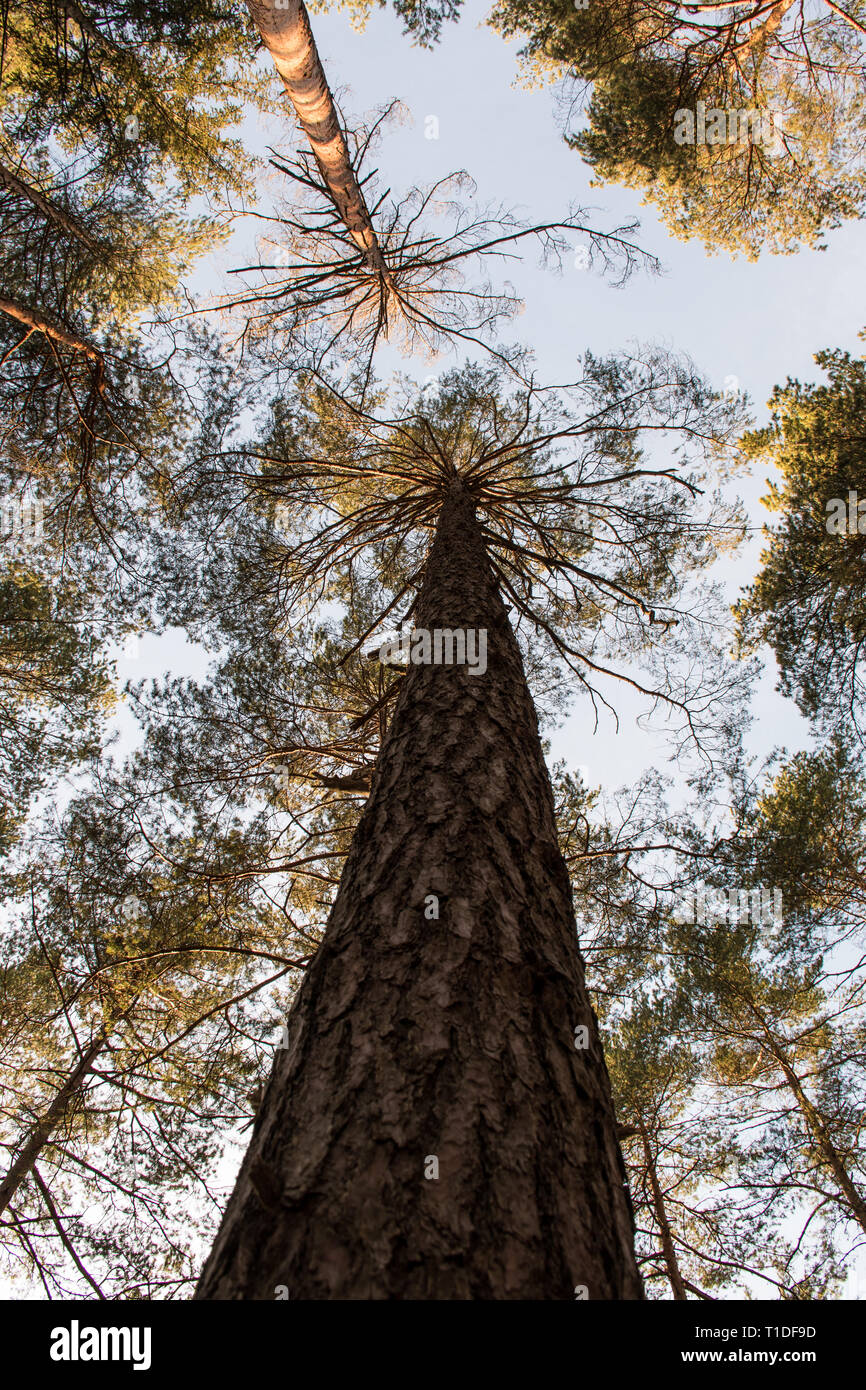 Schönen Wald im Morgenlicht Stockfoto