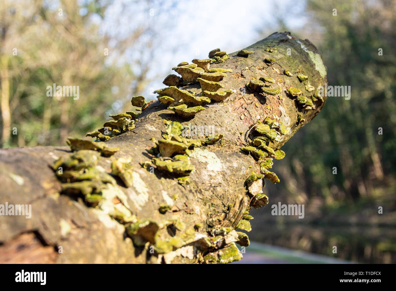 Ein Zweig bisher Schnitt von einem Baum mit baumpilzen (wahrscheinlich Trametes versicolor) Der grüne und gelbe Färbung von der verfallenden Rinde Stockfoto