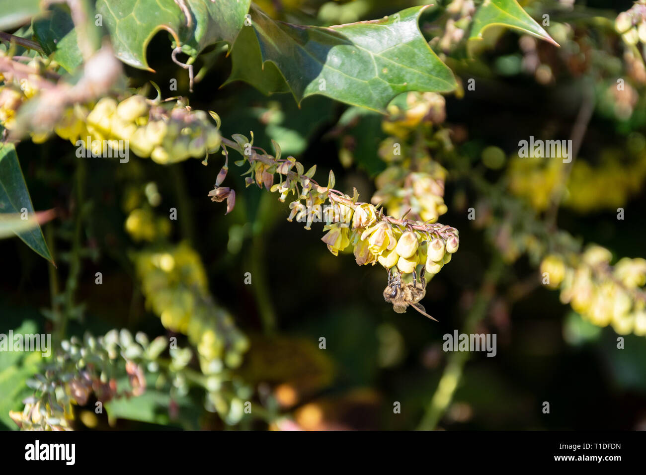 Ein Cluster von gelben Mahonia Blüten mit einer Honigbiene Apis mellifera gesehen Seite der Verfütterung von den Blumen im Frühjahr Stockfoto