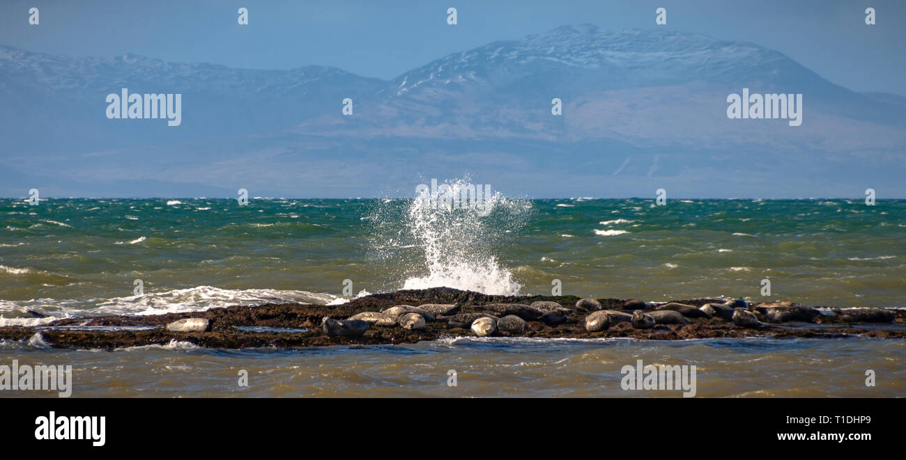 Dichtungen auf Felsen, vor der Küste von Muasdale, Kintyre, Schottland Stockfoto