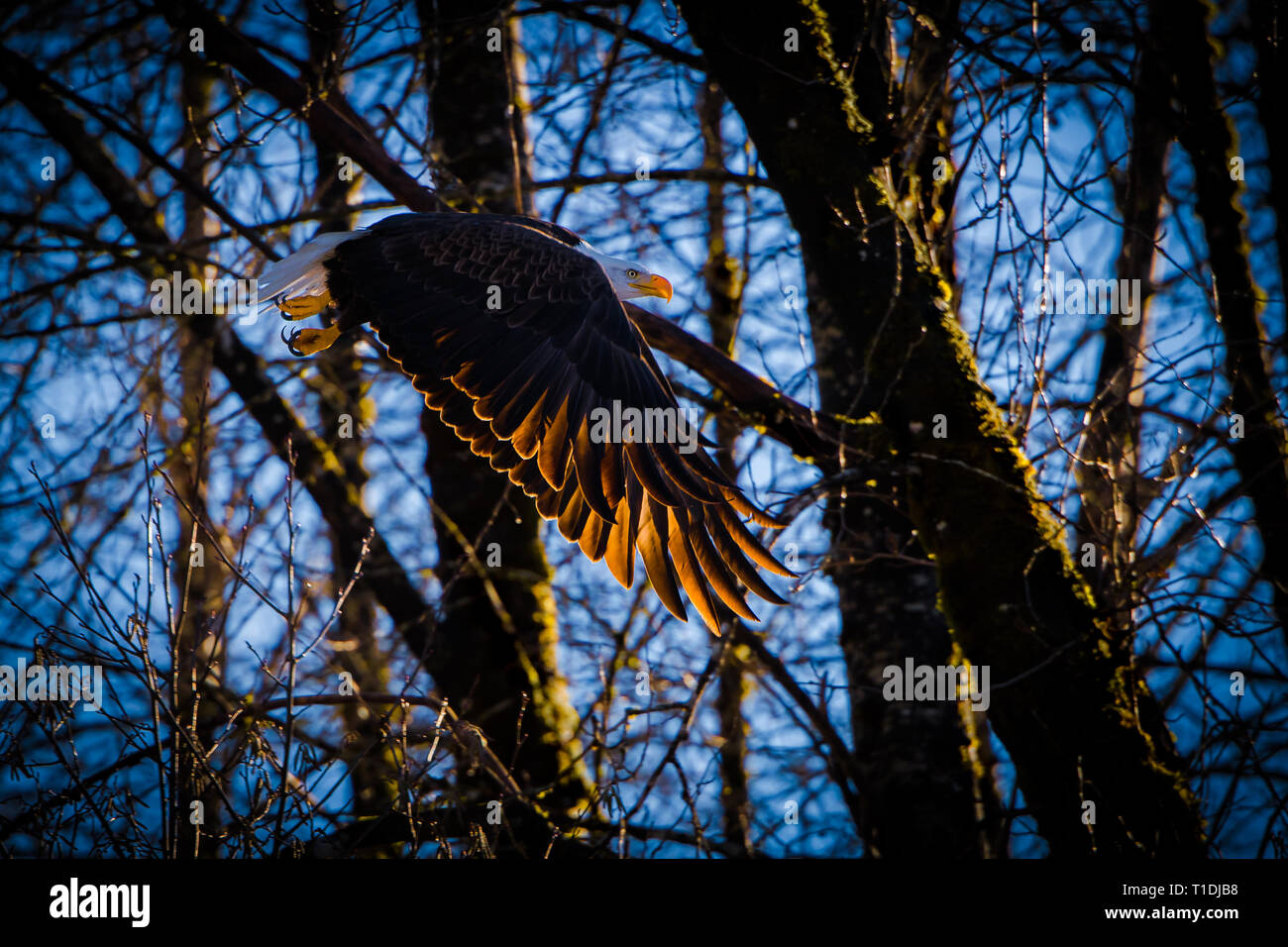 Adler fliegen durch den Wald mit beleuchteten Sonnenlicht brennen durch seine Flügel. Stockfoto