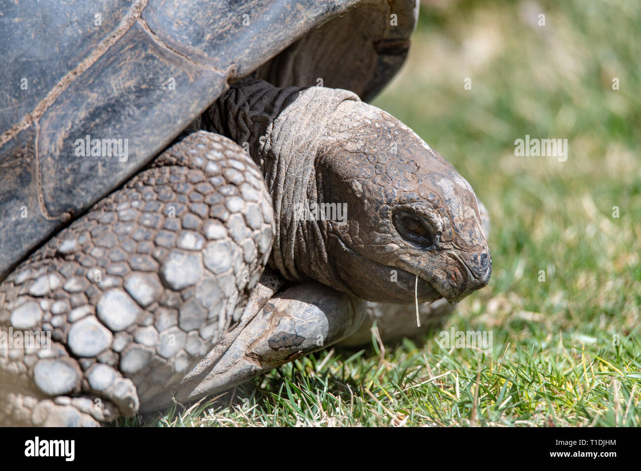 Riesenschildkröte (Aldabrachelys gigantea) in Albuquerque Zoo in New Mexico, USA Stockfoto