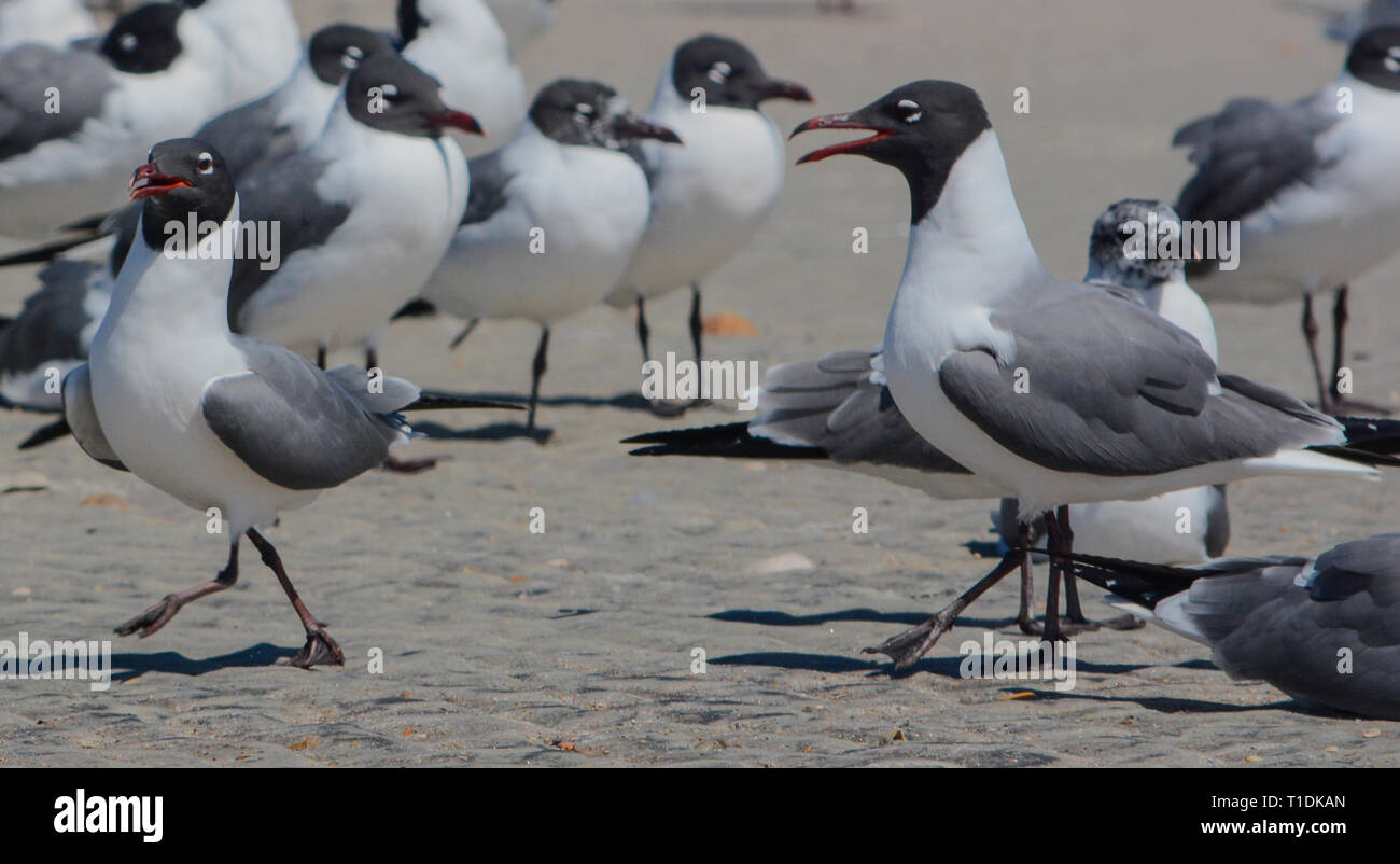 Lachend Möwen (Atricilla Leucophaeus) auf Fernandina Beach, Fort Clinch State Park, Nassau County, Florida, USA Stockfoto