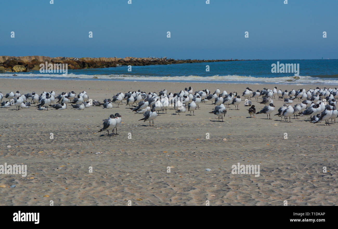 Lachend Möwen (Atricilla Leucophaeus) auf Fernandina Beach, Fort Clinch State Park, Nassau County, Florida, USA Stockfoto