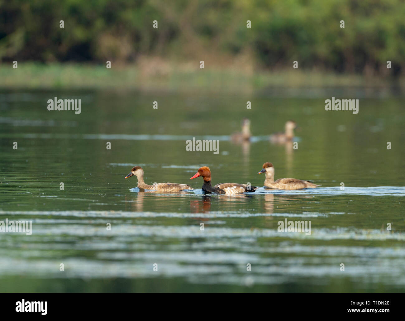 Red Crested Pochard Herde in Gewässer in Bharatpur Vogelschutzgebiet, Rajasthan, Indien Stockfoto