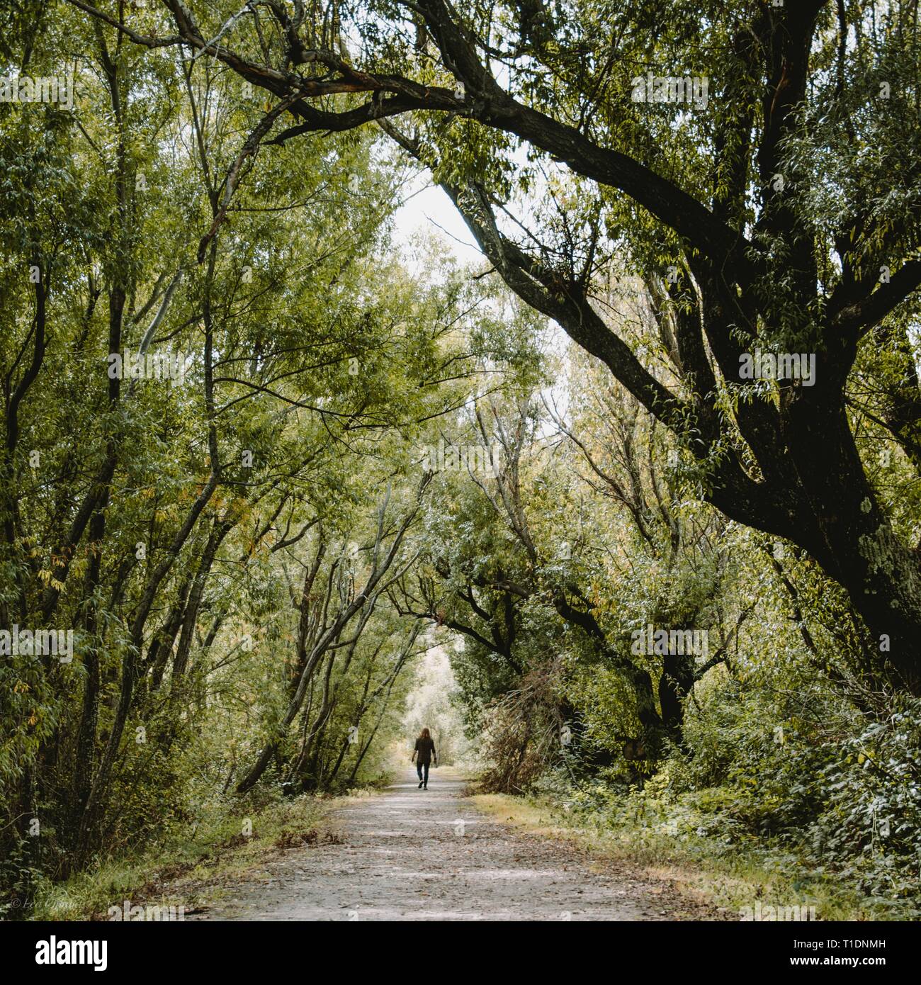 Ein Spaziergang in einem verzauberten Wald in Glenorchy, NZ Stockfoto