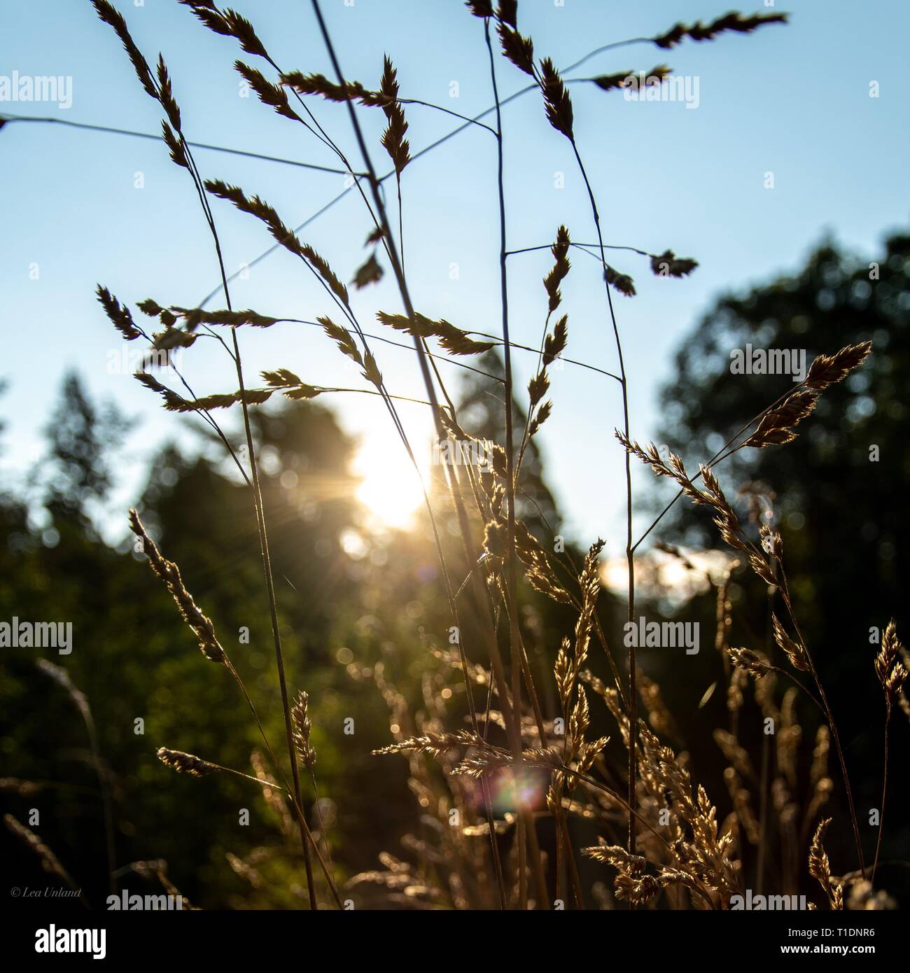 Gras im goldenen Licht des Sonnenuntergangs Stockfoto