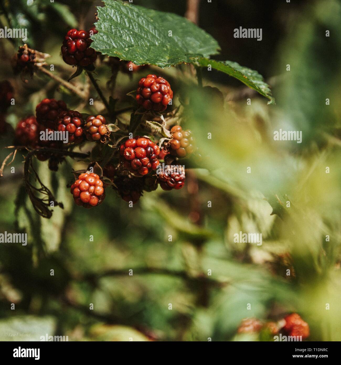 Wilde Brombeeren Stockfoto