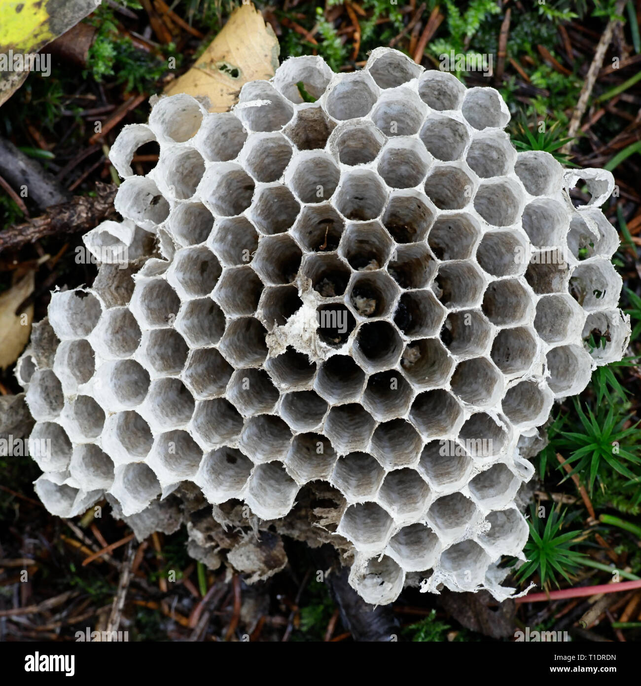 Hexagonale Struktur von Wasp Nest Stockfoto