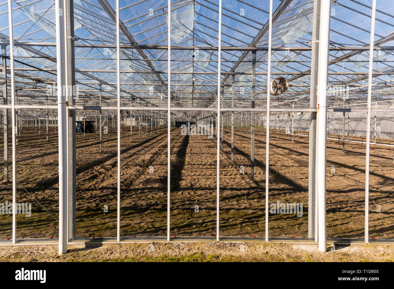 Gewächshaus mit Boden- und Ready at Maasdijk im Westland in den Niederlanden zu pflanzen. Stockfoto