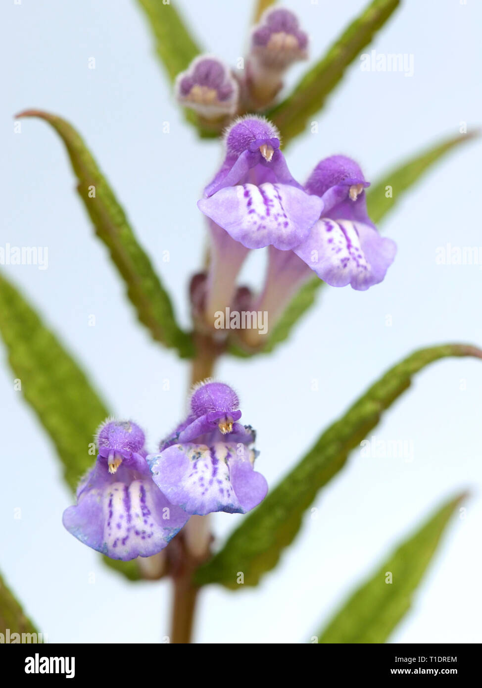 Scutellaria galericulata, die Gemeinsame skullcap, Marsh skullcap Skullcap oder mit Kapuze Stockfoto