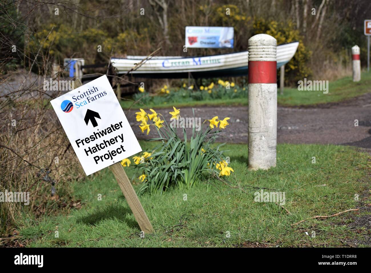 Scottish Sea Farmen Süßwasser Brüterei Projekt Zeichen umstürzen Frühling Narzissen mit alten Boot im Hintergrund zu offenbaren. Stockfoto