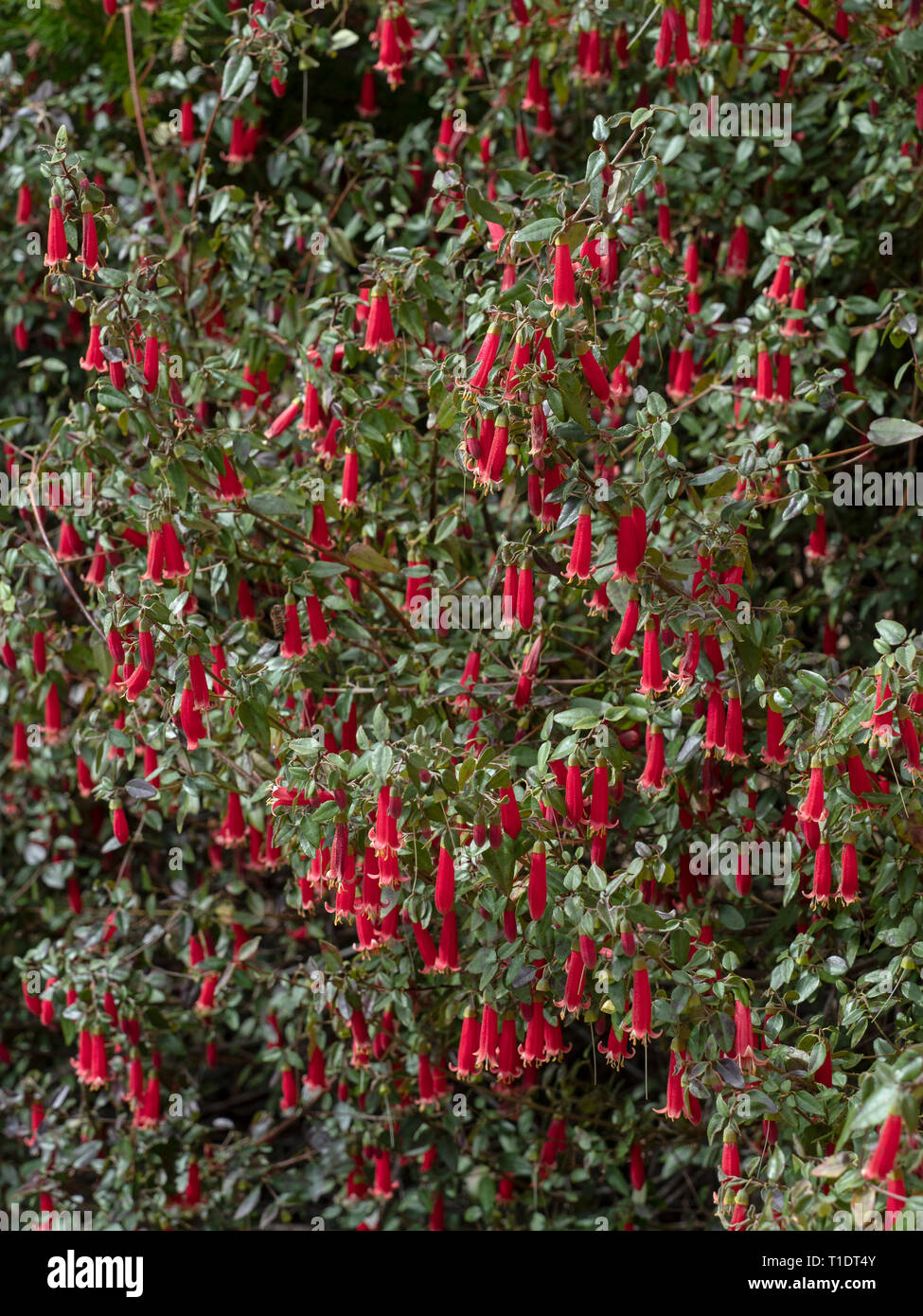 Verbreitung correa Correa decumbens. Stockfoto