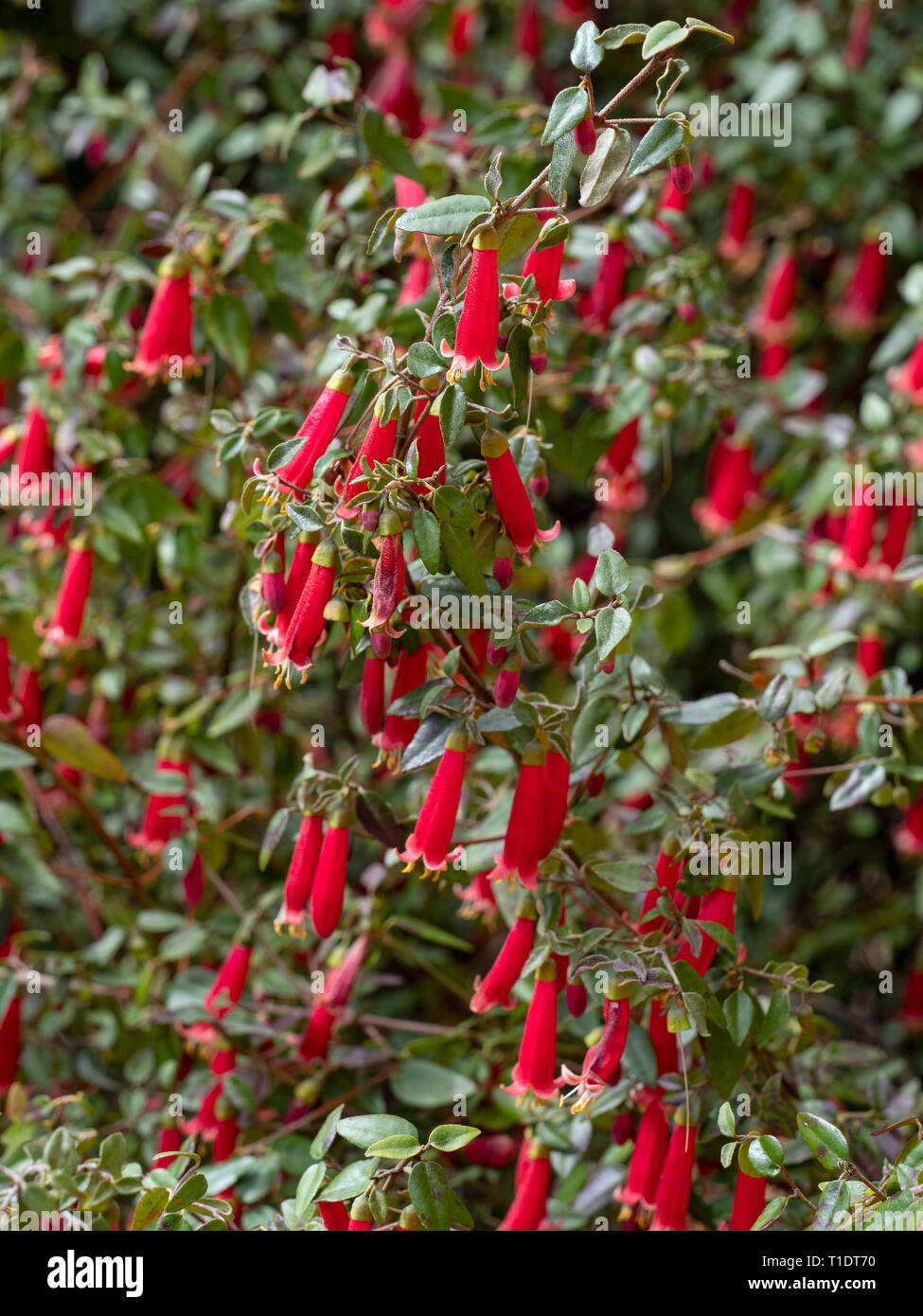 Verbreitung correa Correa decumbens. Stockfoto