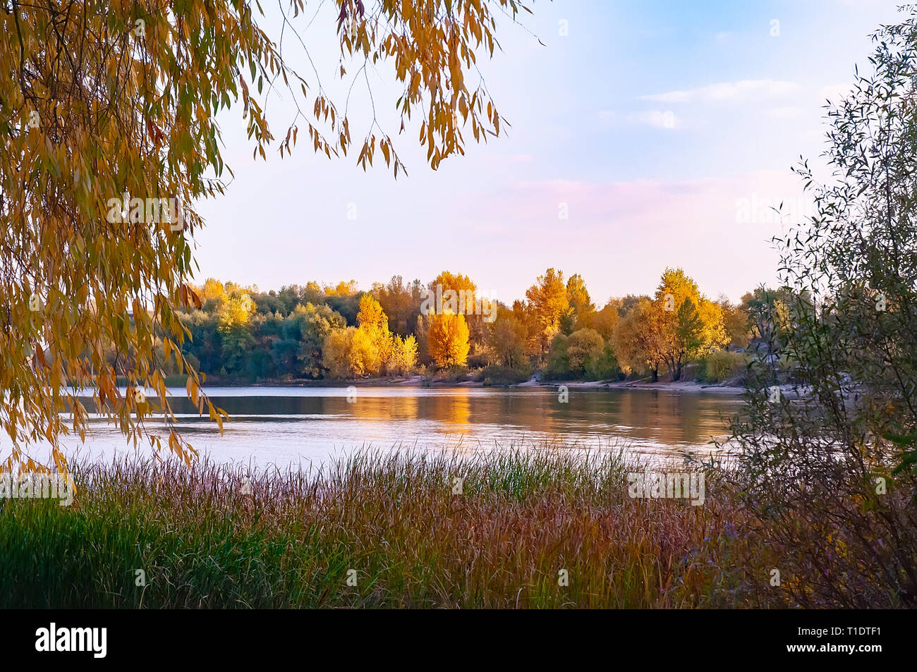 Sonnigen Herbsttag in der Nähe des Dnjepr in Kien, Ukraine, mit Pflanzen, Schilf und Bäume um Stockfoto