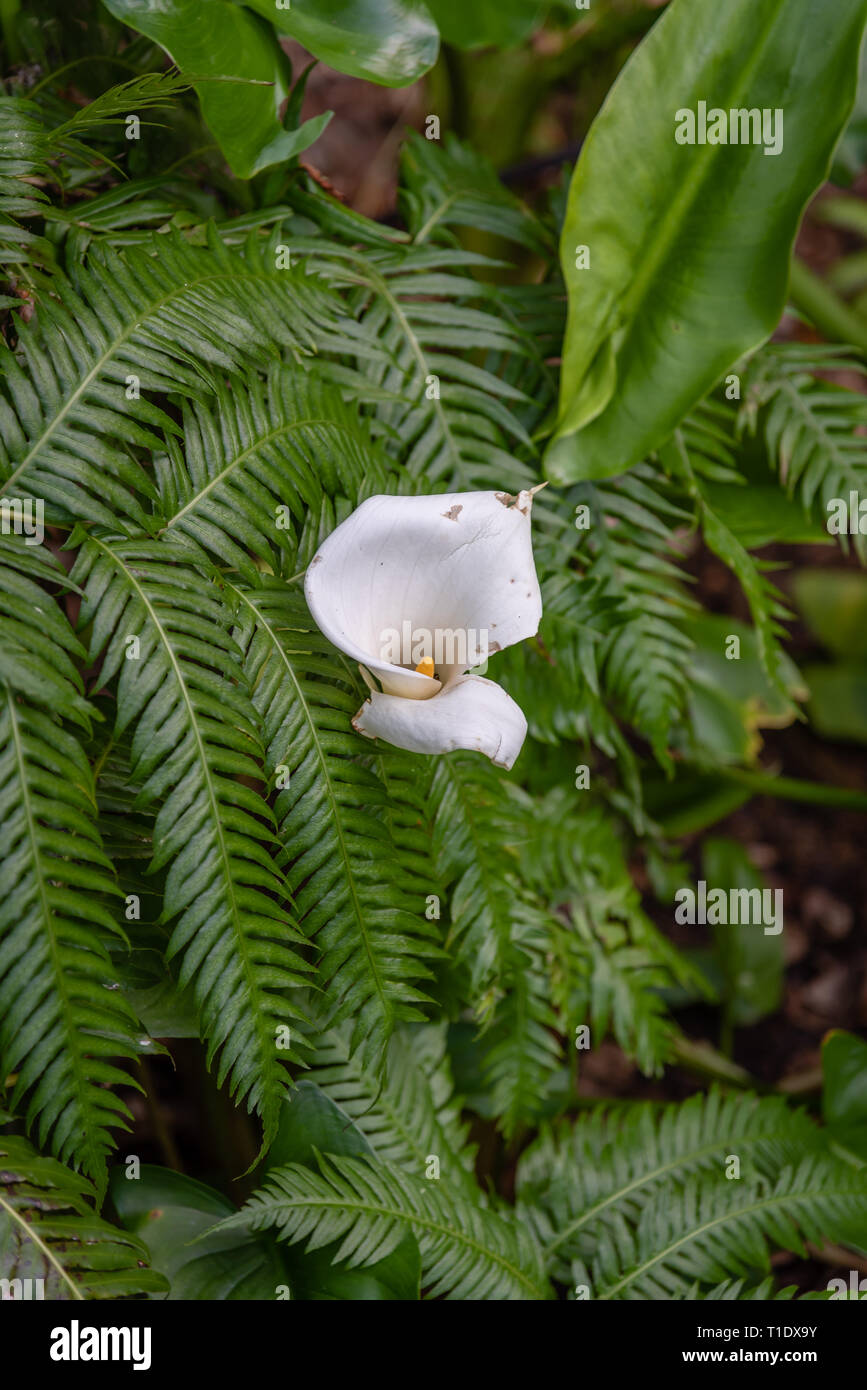 Blumen in Sintra, Portugal entdeckt Stockfoto
