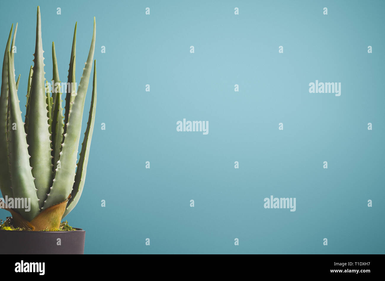 Kaktus auf blauem Hintergrund, kopieren Raum Stockfoto