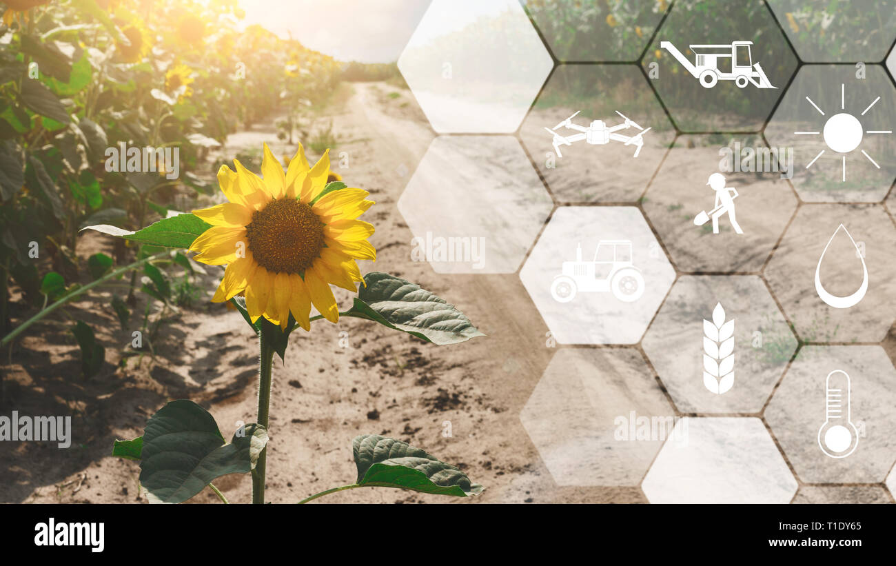 Konzept des smart Landwirtschaft und moderne Technik Stockfoto