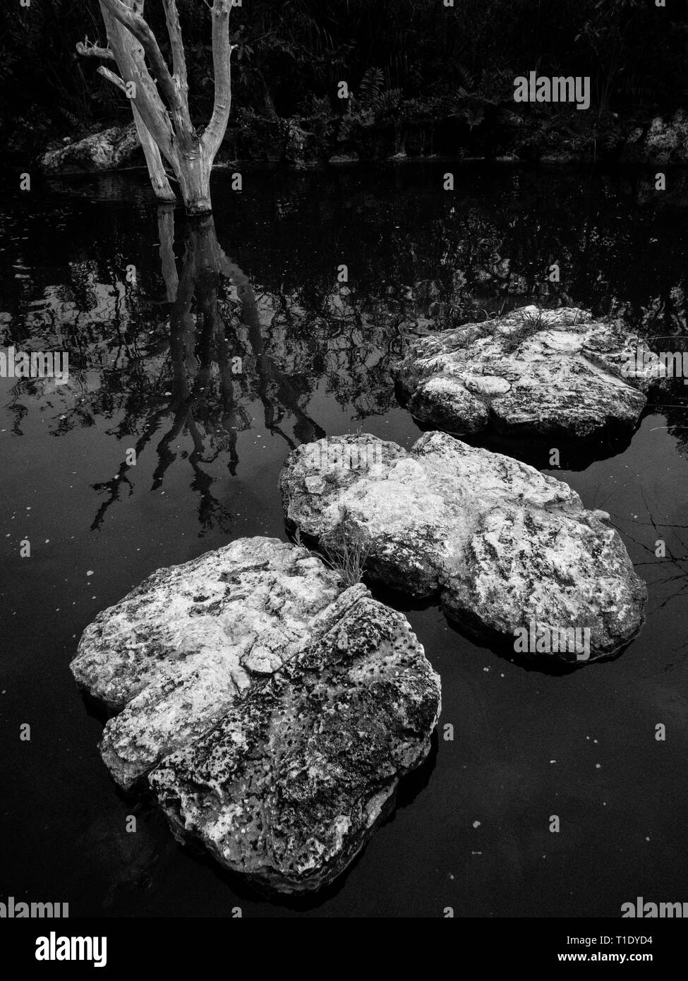 Kunst Landschaft Pool und Felsen, Leon Abgabe einheimische Pflanze erhalten, Governors Harbour, Eleuthera, Bahamas, in der Karibik. Stockfoto