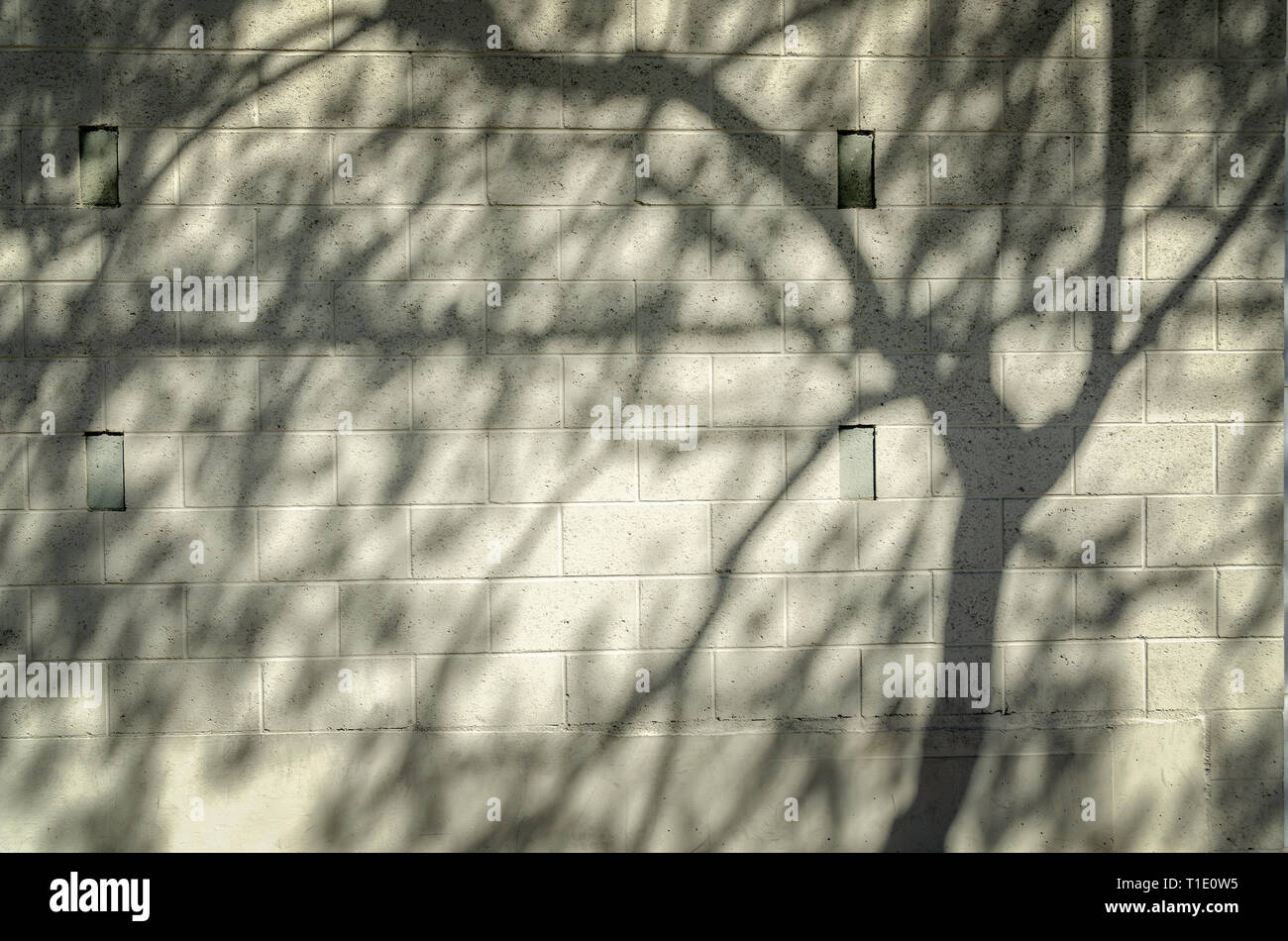In der Nähe von cinder Block Wand mit Baum Schatten auf die Oberfläche. Stockfoto