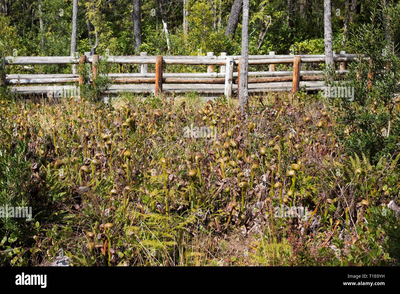 Darlingtonia californica, auch als Kannenpflanze oder Cobra lily bekannt, am natürlichen Standort Darlingtonia in Florenz, ODER, USA wächst. Stockfoto