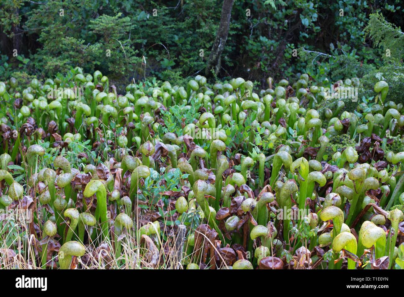 Darlingtonia californica, auch als Kannenpflanze oder Cobra lily bekannt, am natürlichen Standort Darlingtonia in Florenz, ODER, USA wächst. Stockfoto