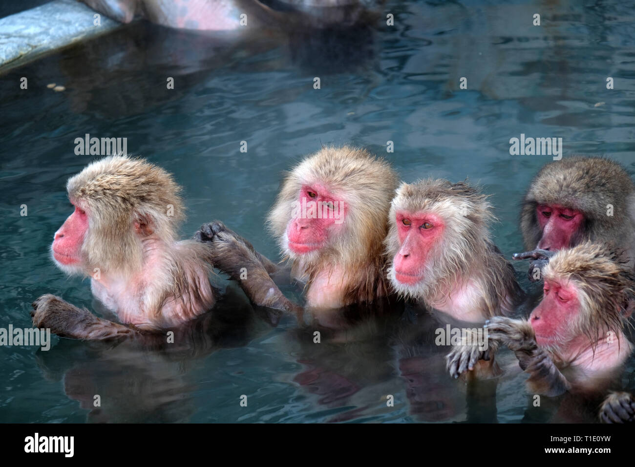 Monkey Onsen in Hakodate, Hokkaido, Japan Stockfoto