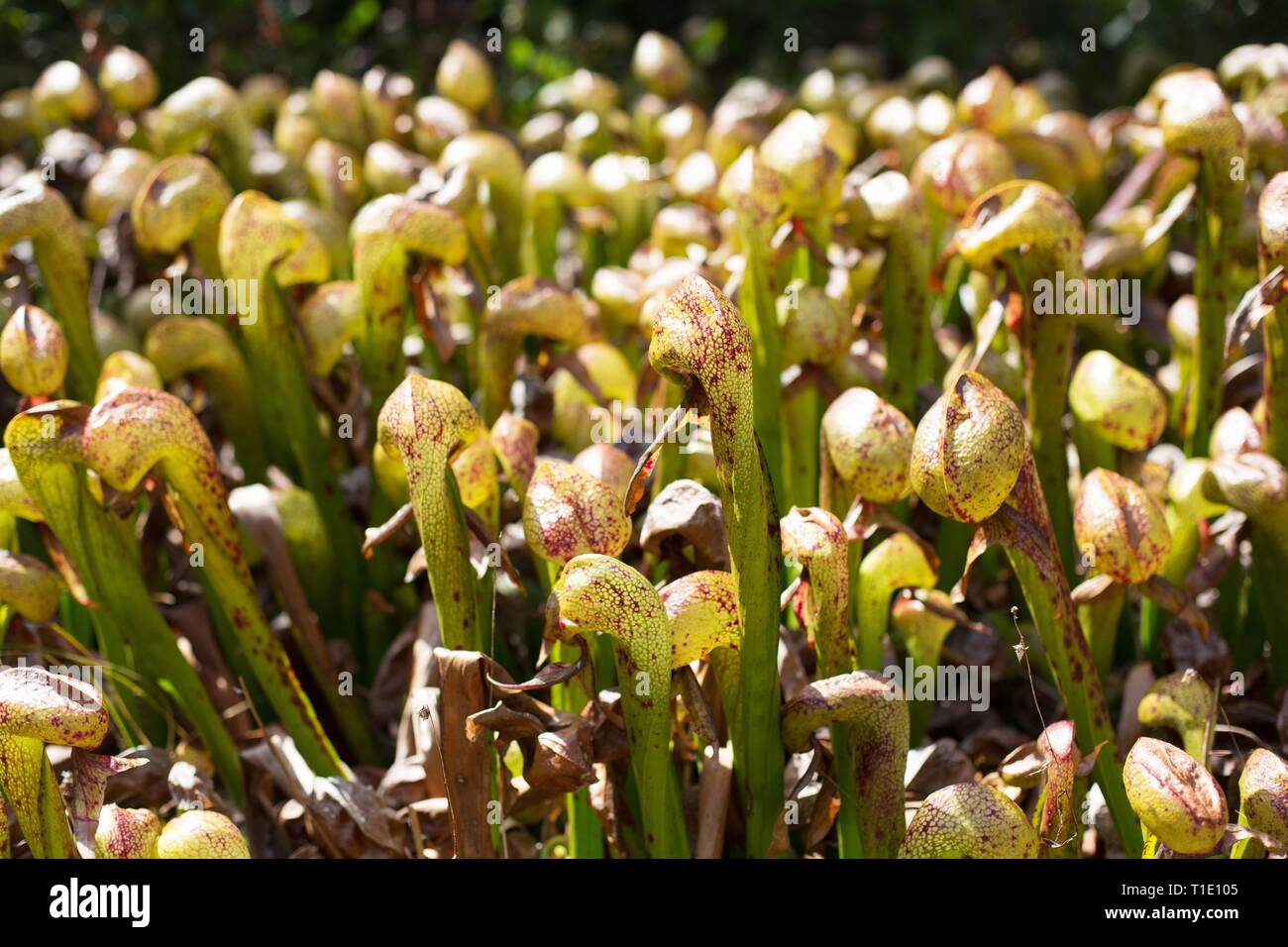 Darlingtonia californica, auch als Kannenpflanze oder Cobra lily bekannt, am natürlichen Standort Darlingtonia in Florenz, ODER, USA wächst. Stockfoto