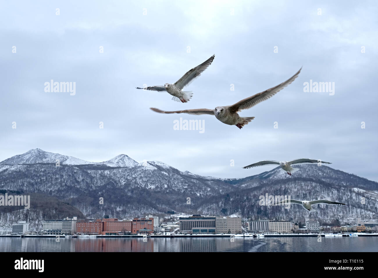 Möwen fliegen, unser Boot in See Toya, Hokkaido, Japan jagen Stockfoto