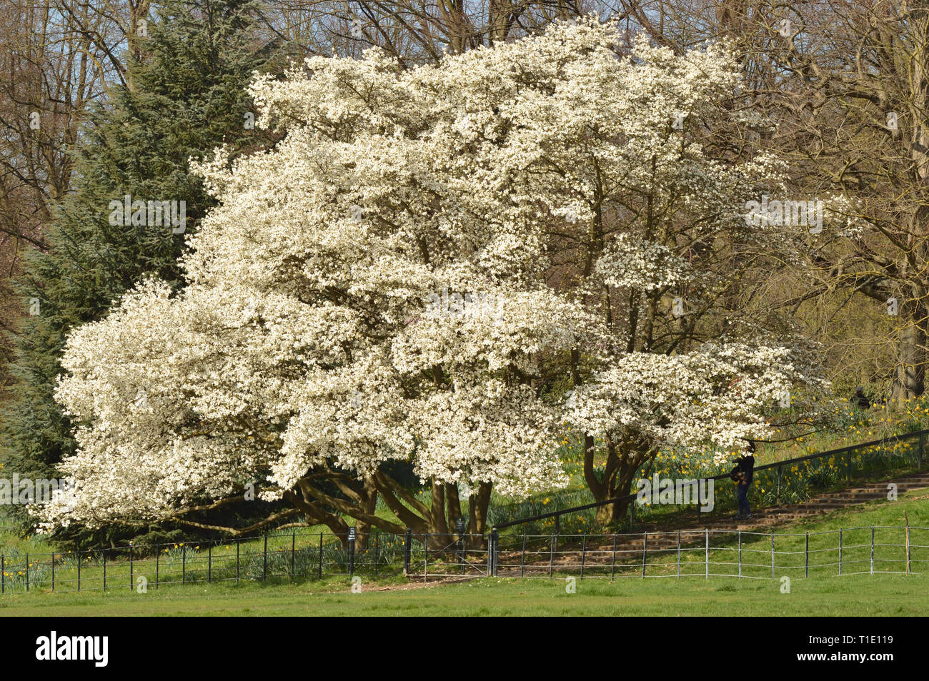 Magnolia Bäume in voller Blüte im Frühling. London, England, UK. Stockfoto