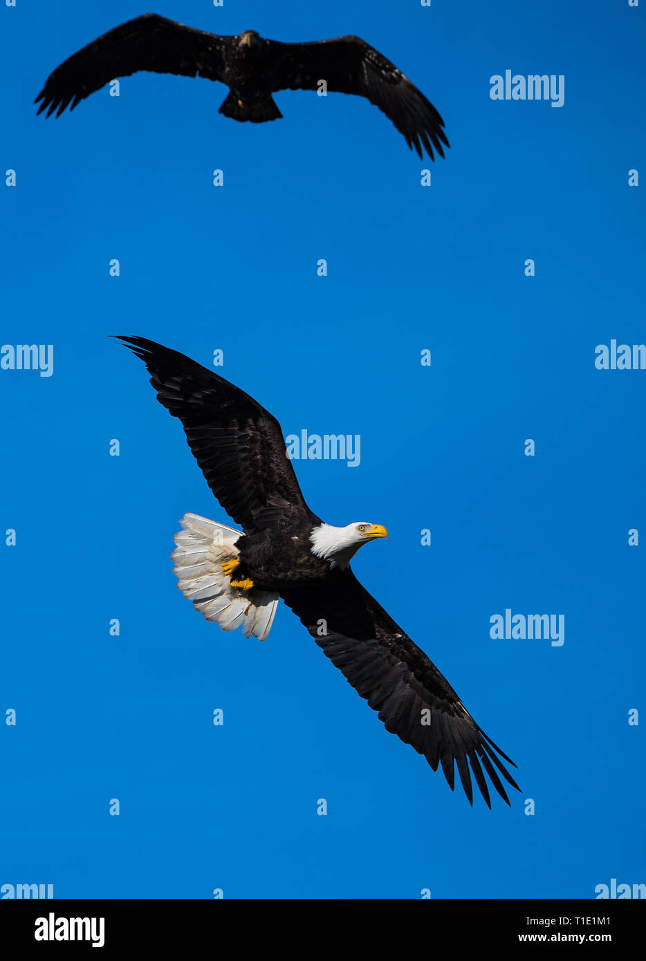 Paare von Adler fliegen zusammen. Stockfoto