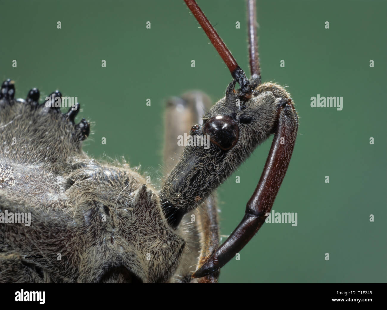 Leiter des Rad bug (Arilus christantus), einer Art von assasin Bug. Lange Schnabel maul Teile pierce Beute und Innenseiten saugen. Biss kann schmerzhaft sein. Na Stockfoto