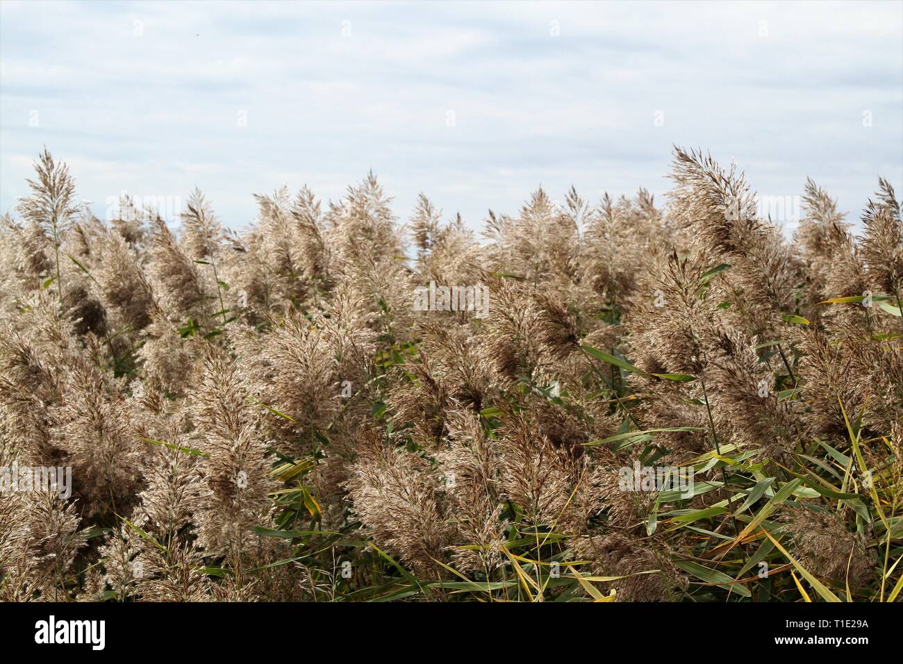 Schilf (Phragmites australis) ist eine mehrjährige Feuchtgebiet Gras, das wächst, 3-20 'Hoch mit hohlen Stängel. Stockfoto