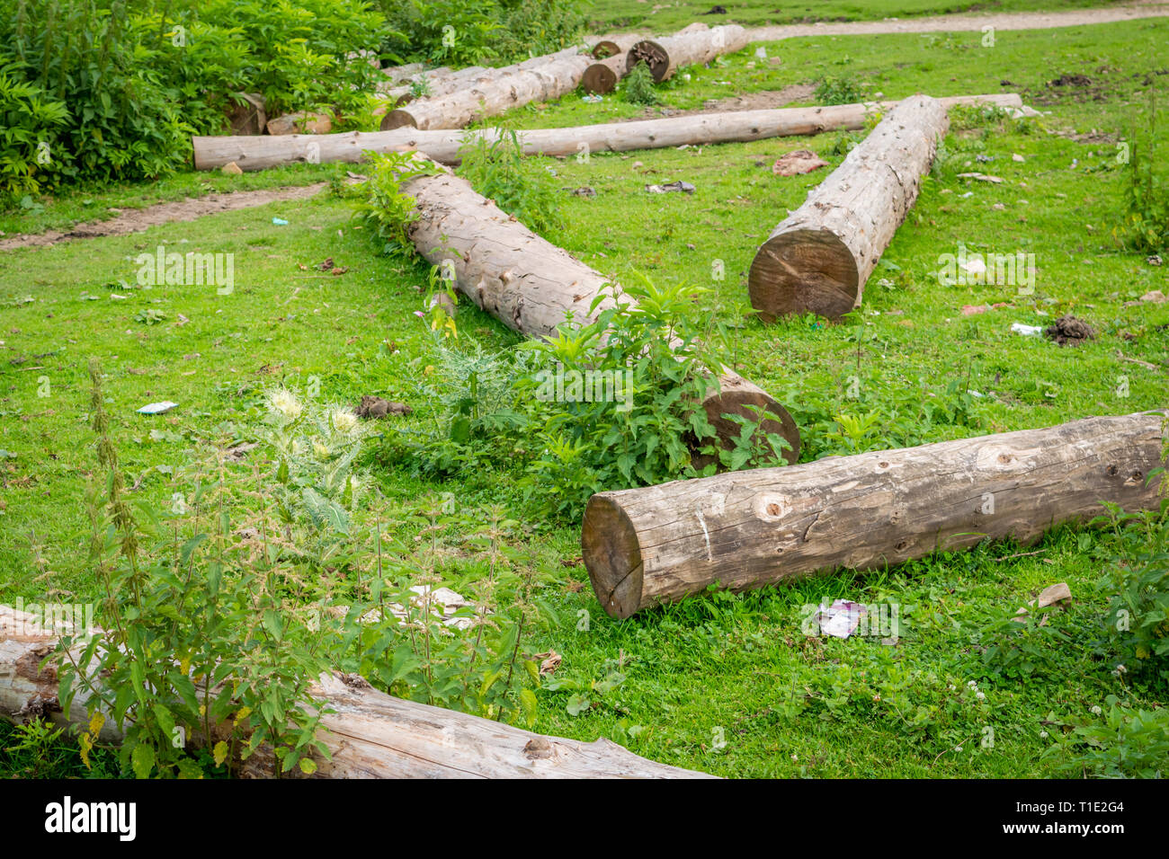 Illegale Schneiden von Bäumen für Bauholz und Holz in Kaschmir Stockfoto