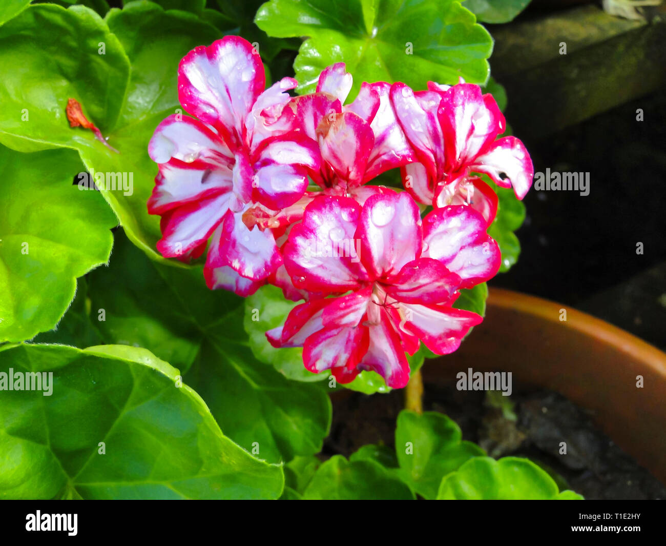 Garten Geranium, Pelargonium peltatum, botanischen Park, Kerala, Indien. Stockfoto