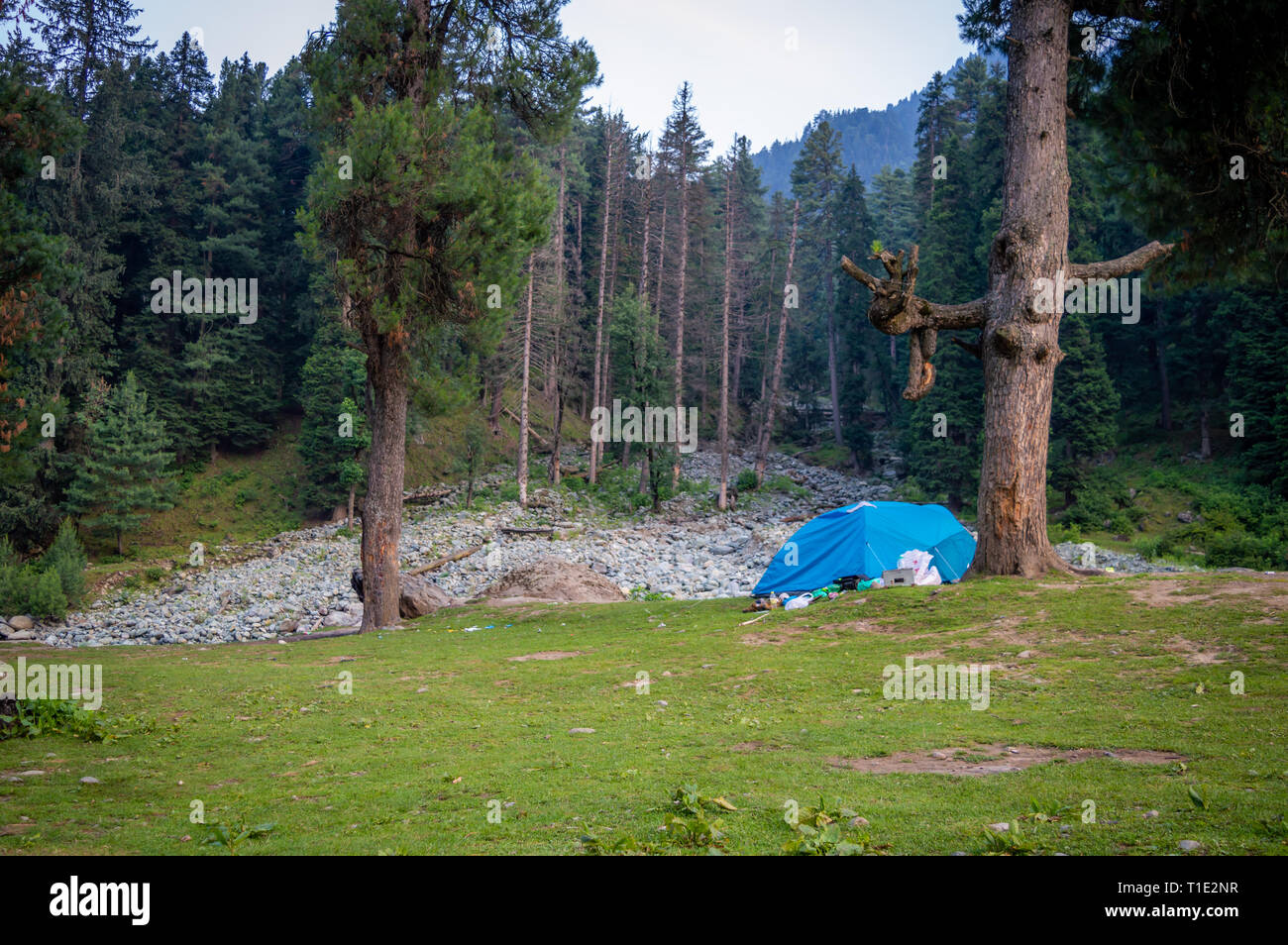 Camping Zelt zwischen zwei Pinien in Pahalgam in Kaschmir Stockfoto