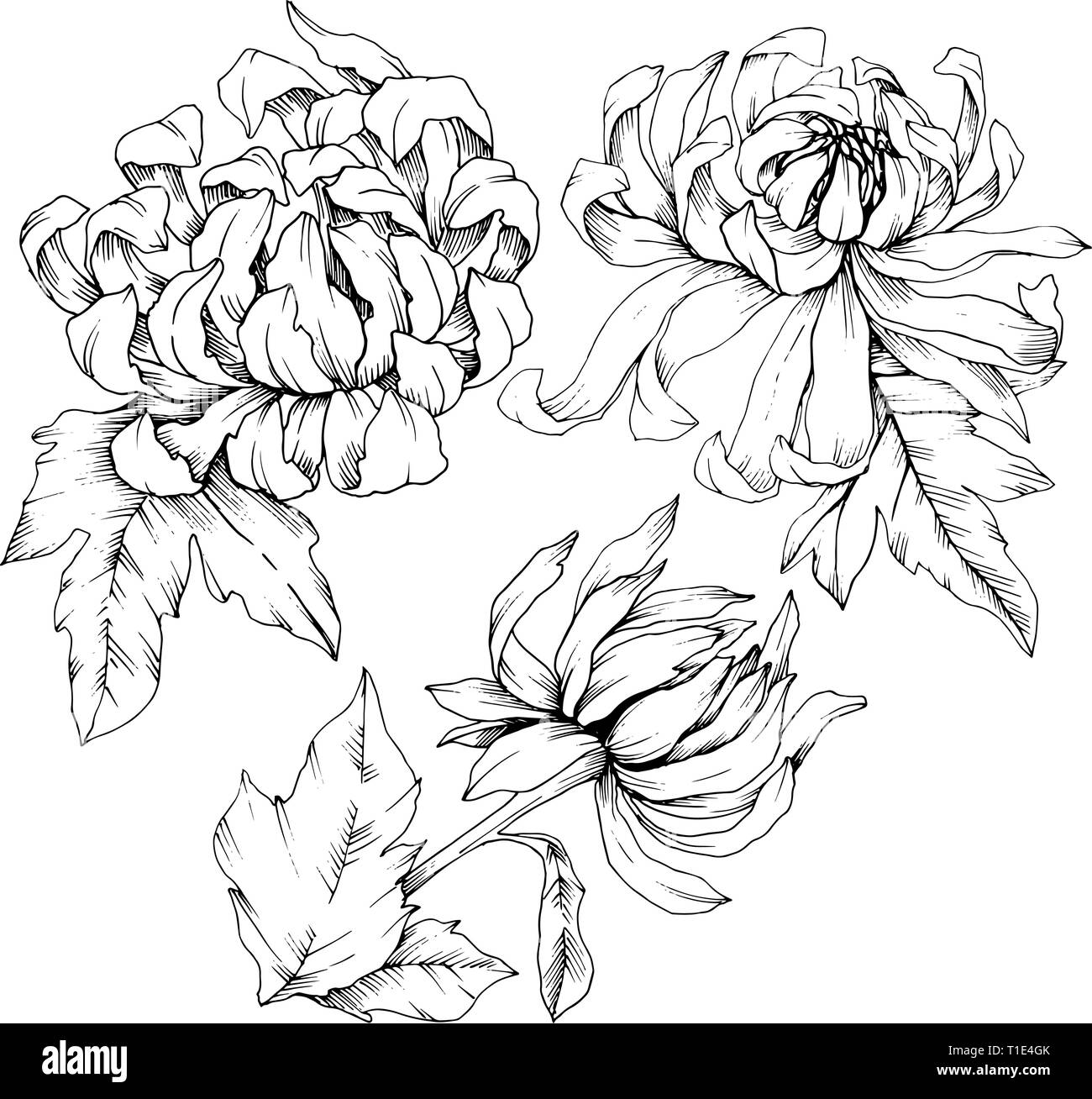 Vektor Chrysantheme floral botanischen Blumen. Schwarz und weiß eingraviert Tinte Art isoliert Blume Illustration Element. Stock Vektor