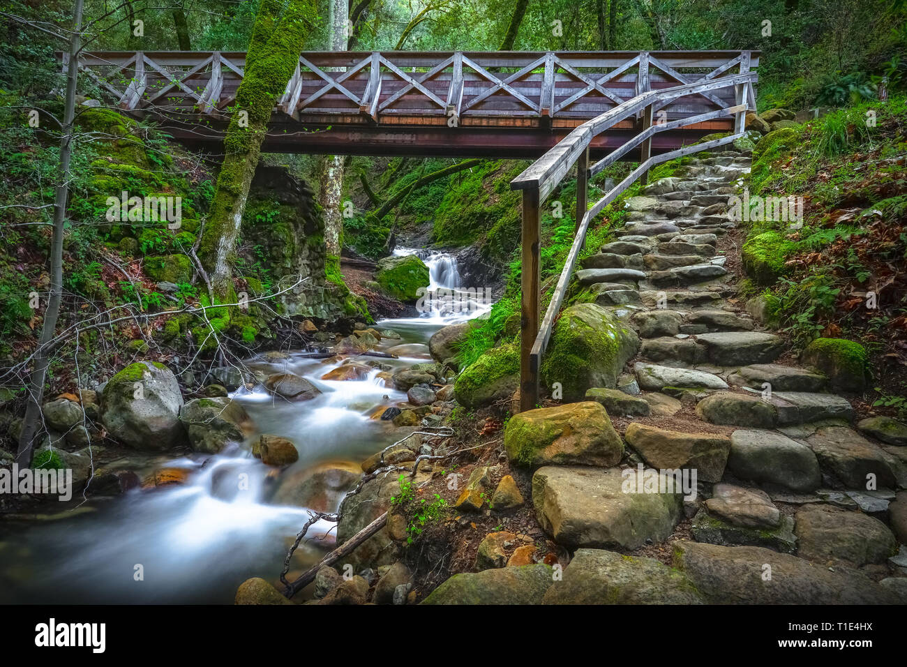Steinstufen und Wandern Brücke bei Uvas Creek Canyon, Santa Cruz Mountains - Kalifornien Stockfoto