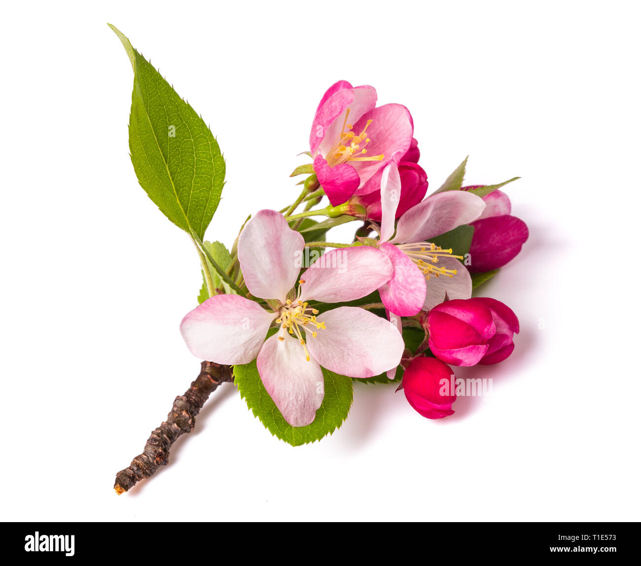 Apple-Blumen mit Knospen, die isoliert auf weißem Hintergrund Stockfoto