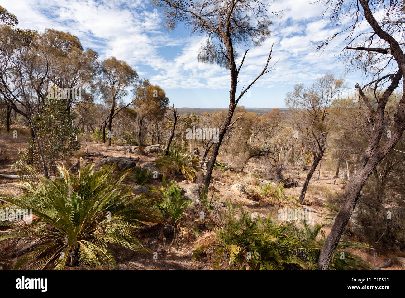 Trockenen australischen Bush unter einem blauen Himmel mit weißen Wolken Stockfoto