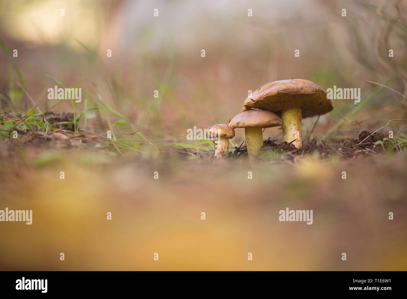 Suillus granulatus allgemein bekannt als Weinen Bolete erscheint unter verschiedenen Arten von Pinien aber häufig mit 2-Nadel Kiefern, oft in recht Lar Stockfoto