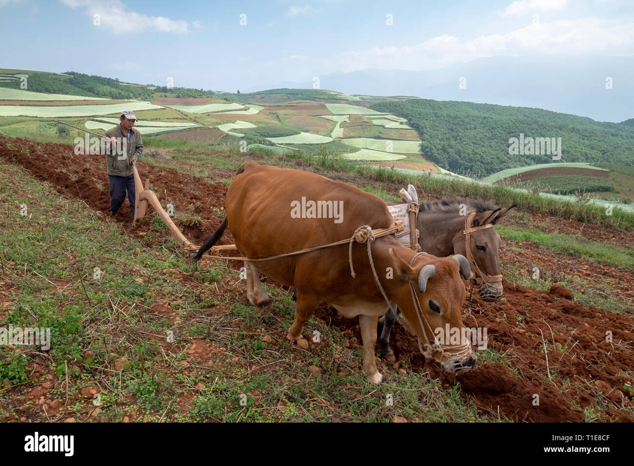 Landwirt und Wasserbüffel pflügen die Terrassen der Ailao Berge zwischen den Red River und Vietnam. Honghe Präfektur, Yuanyang County, Yunnan, Stockfoto